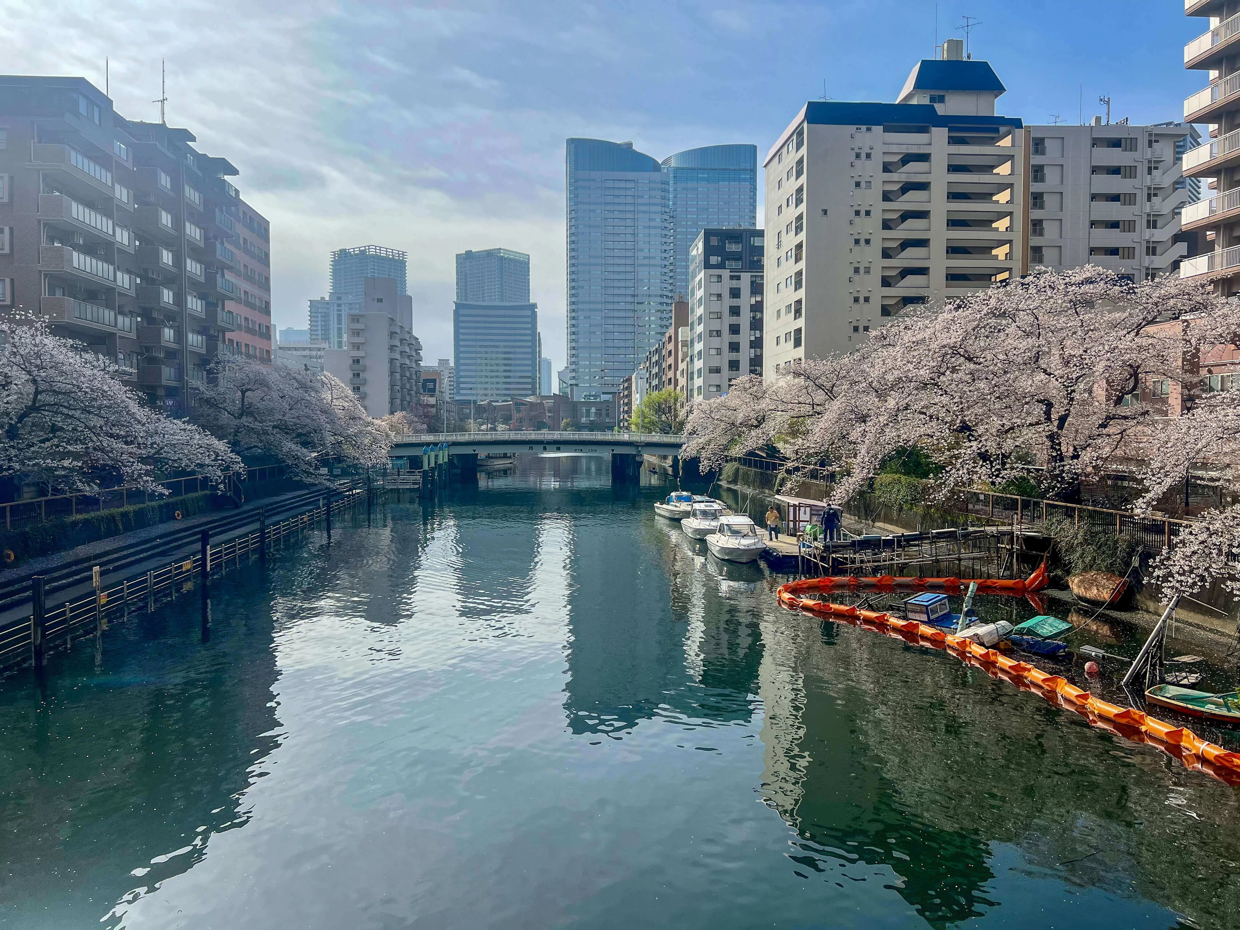Sakura blooming close to Sumida