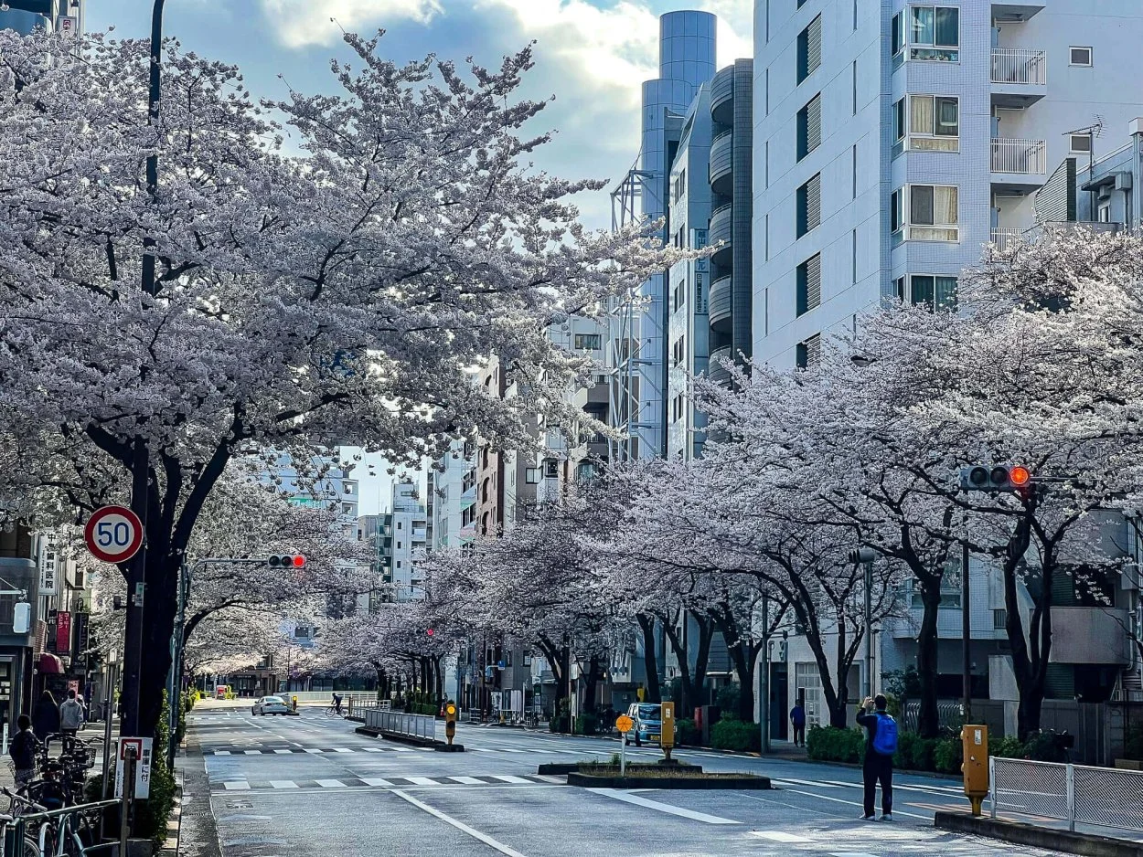sakura-commute-27032022-02.jpg
