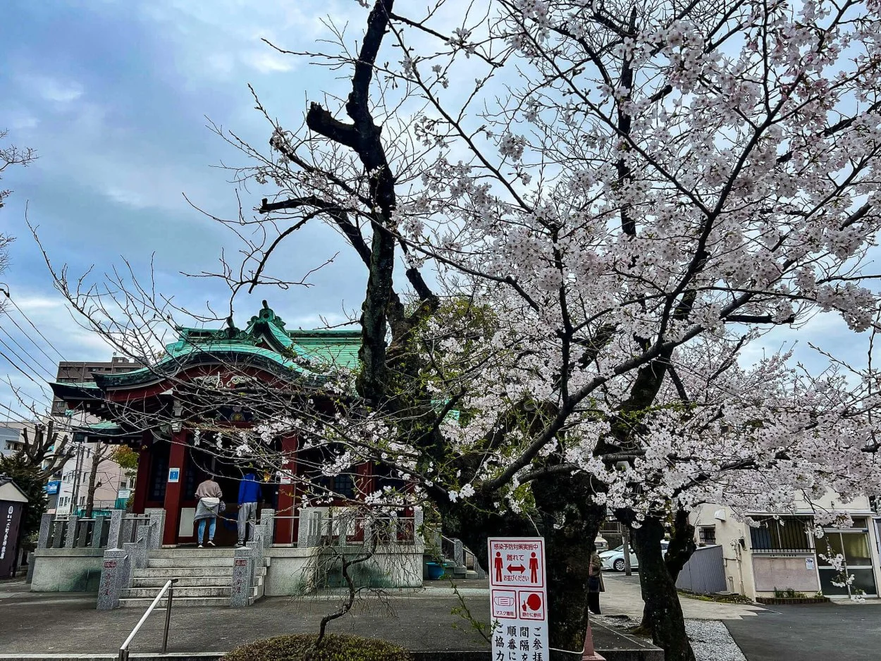 sakura-commute-27032022-08.jpg