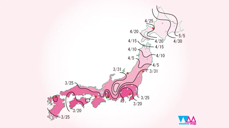 sakura-front.webp