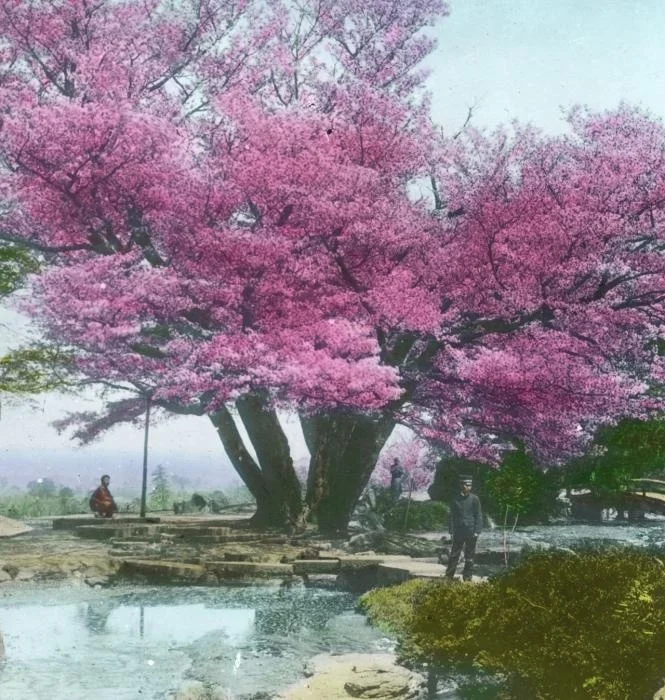 Sakura in bloom (Hand-colored)
