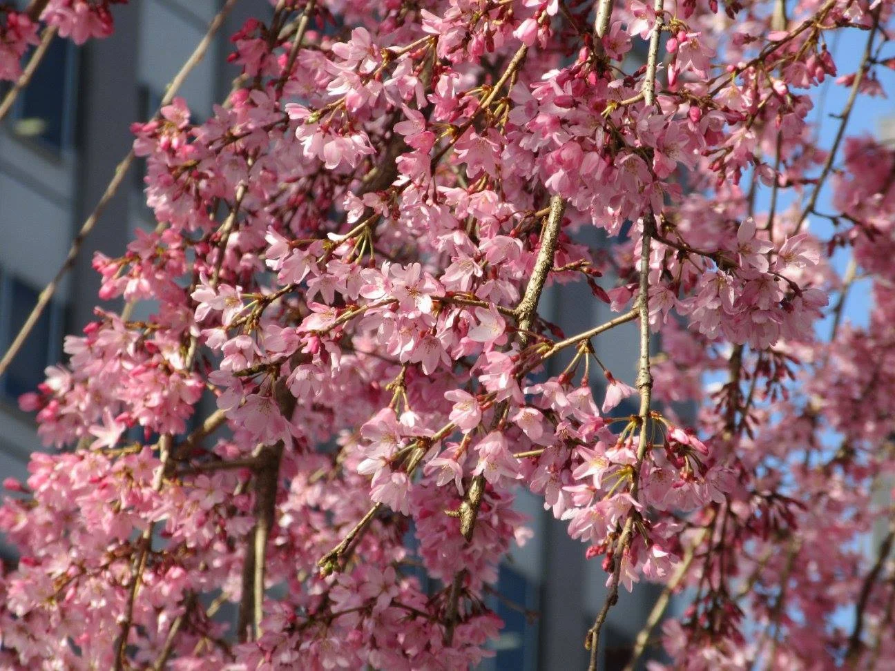 Sakura in Nagoya