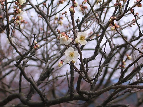 sakura.jpg
