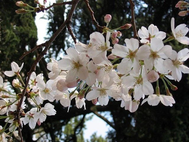 Sakura