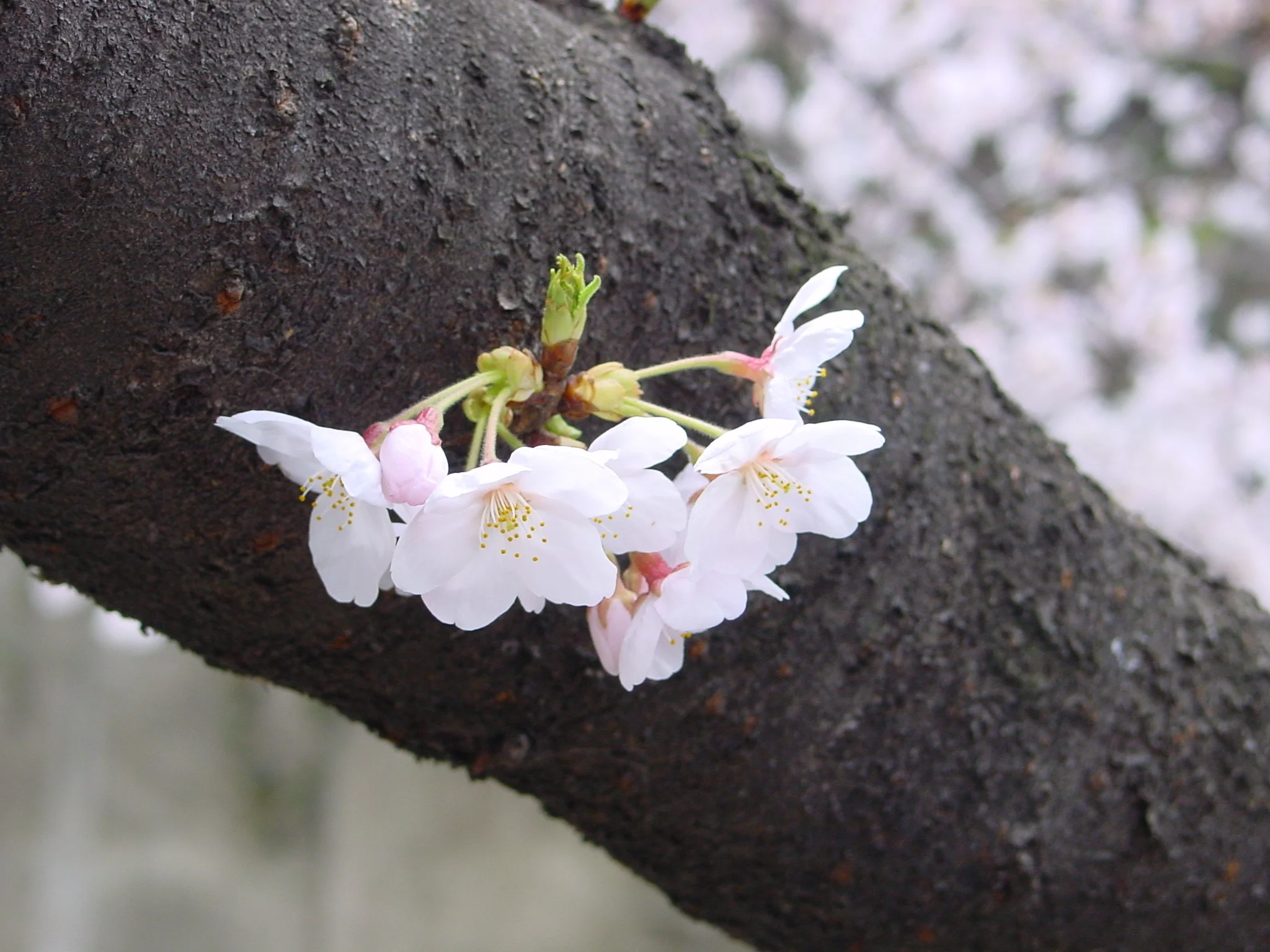 Sakura