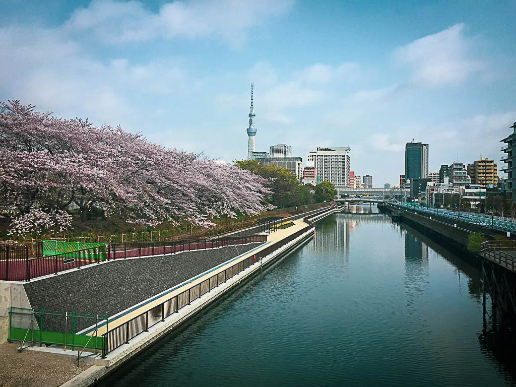 sakura06.jpg