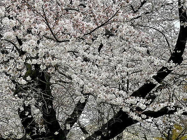 sakura2.jpg