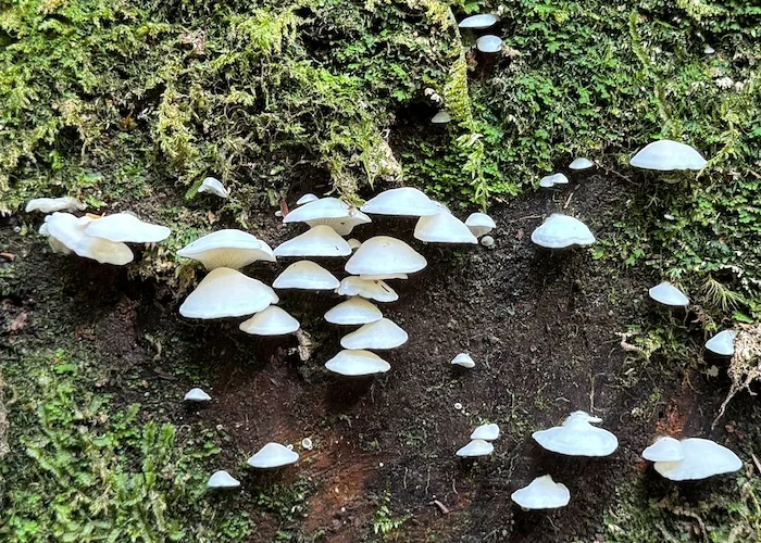 shrooms.JPG