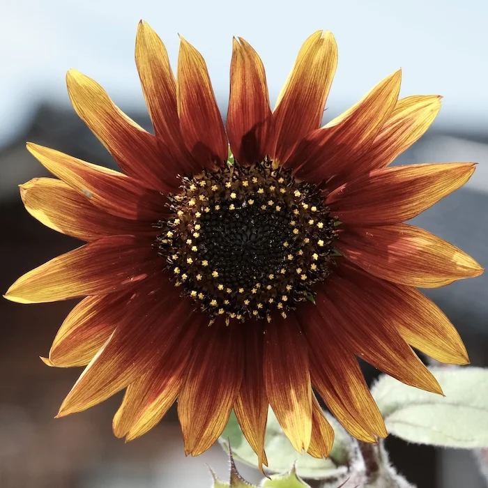 sinflower.JPG