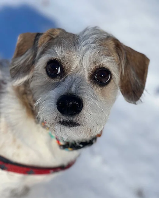 snow-delights.jpg