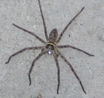 spider in my house.jpg