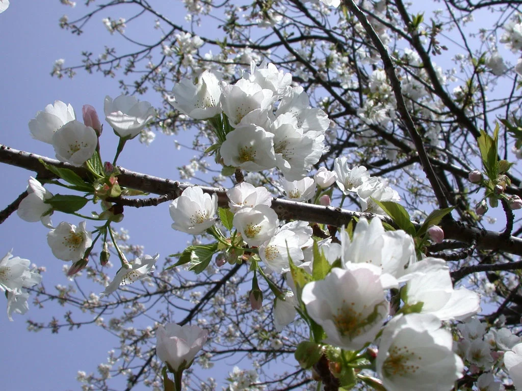 Spring Again