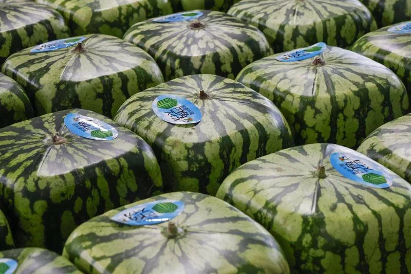 square-watermelons.webp