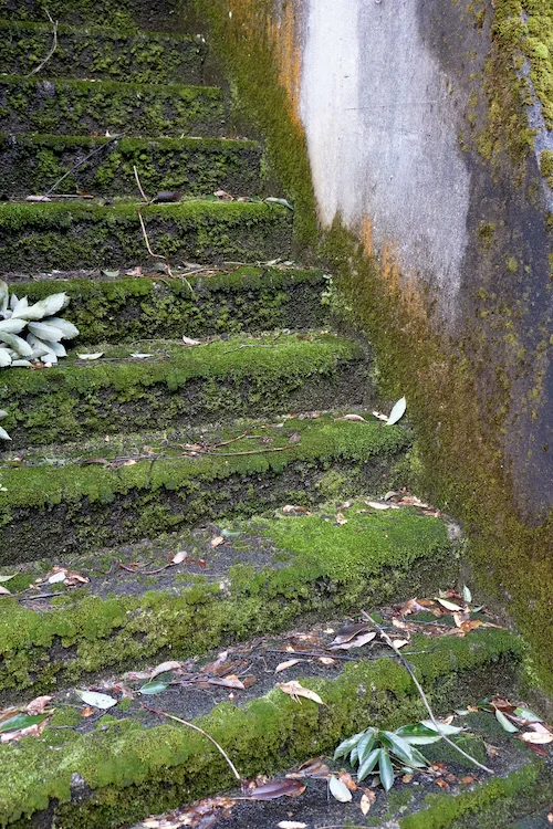steps never taken.JPG