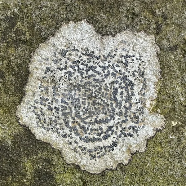 stone.JPG