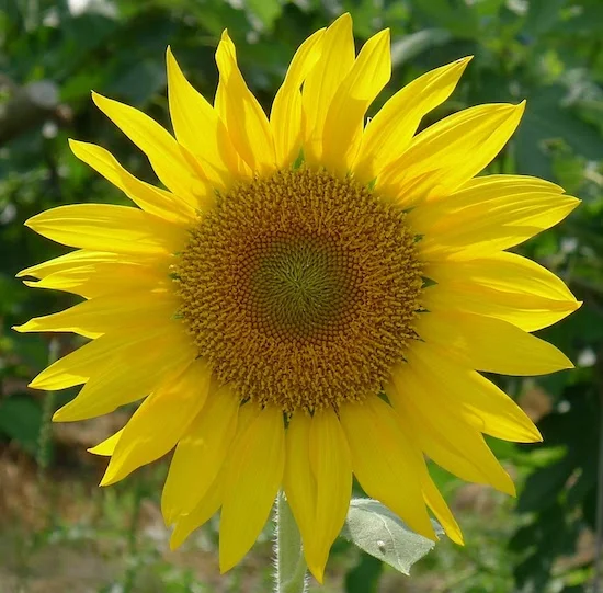 sunflower small.jpg
