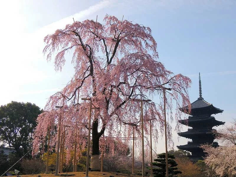 Tōji Temple