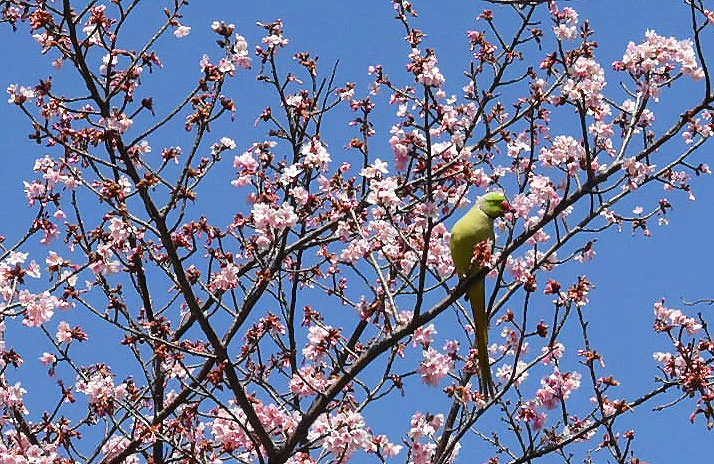 tachikawa.jpg