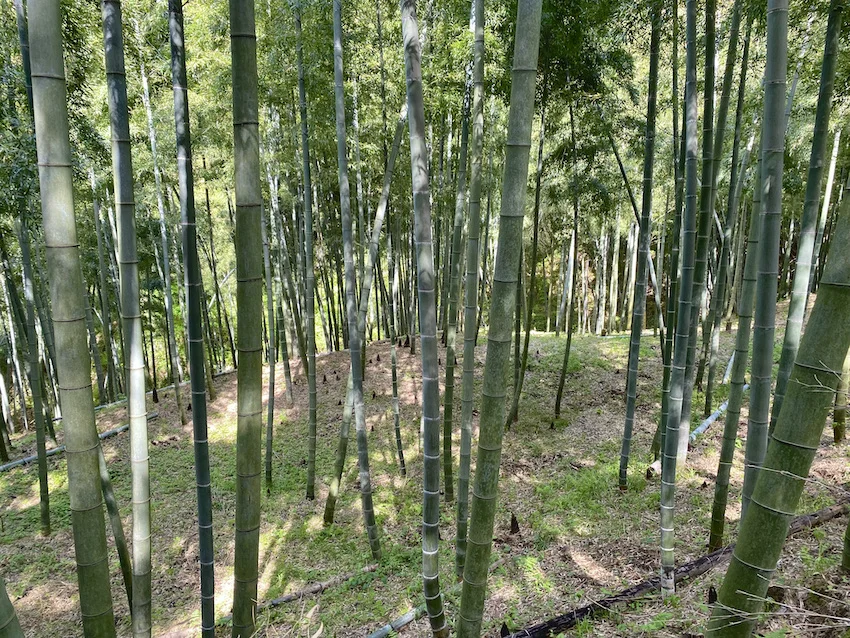 takenoko.jpeg