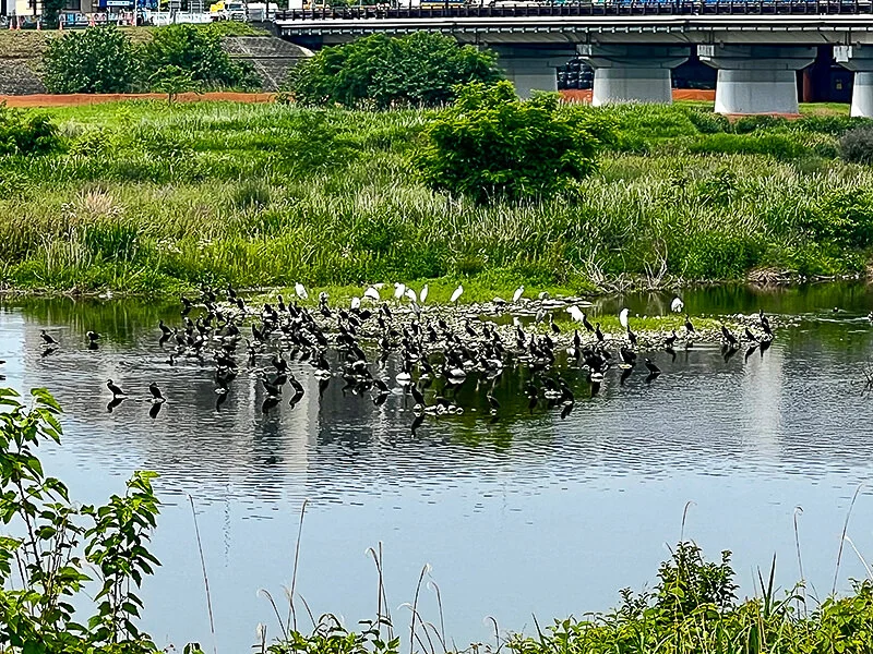 tama-flock-2.jpg