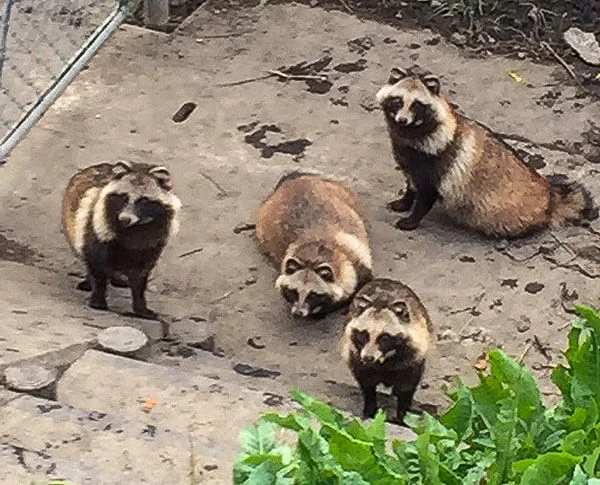 tanuki-2.jpg