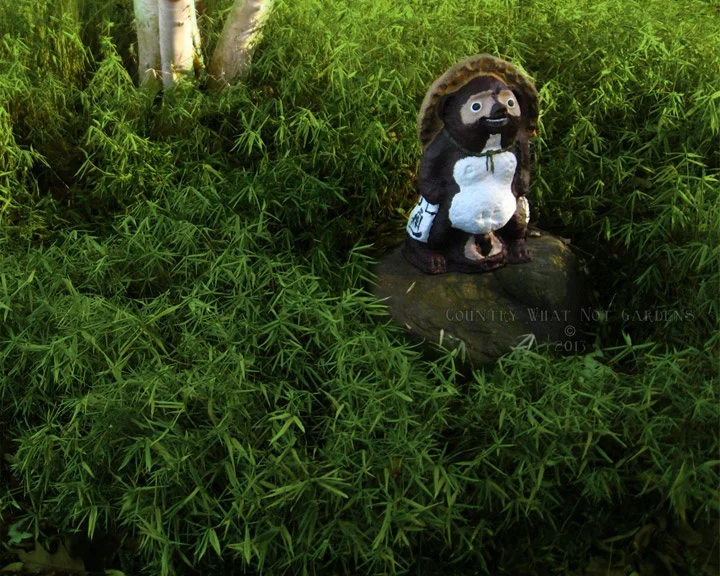 tanuki_1.jpg