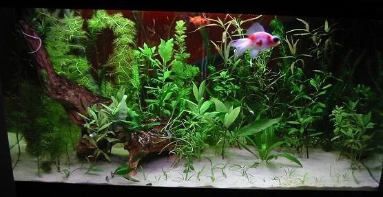 This is my 30 gallon goldfish tank, I have 2 goldies, ryuki who is the white / orange one and toshiaki who is the orange / black one.