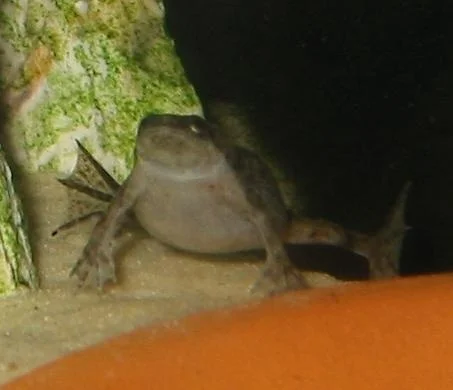 This is my last remaining dwarf frog after a bacterial wipeout, hopefulyl I'll be getting her some friends soon. this is th eonly tank I have that isn't planted.
