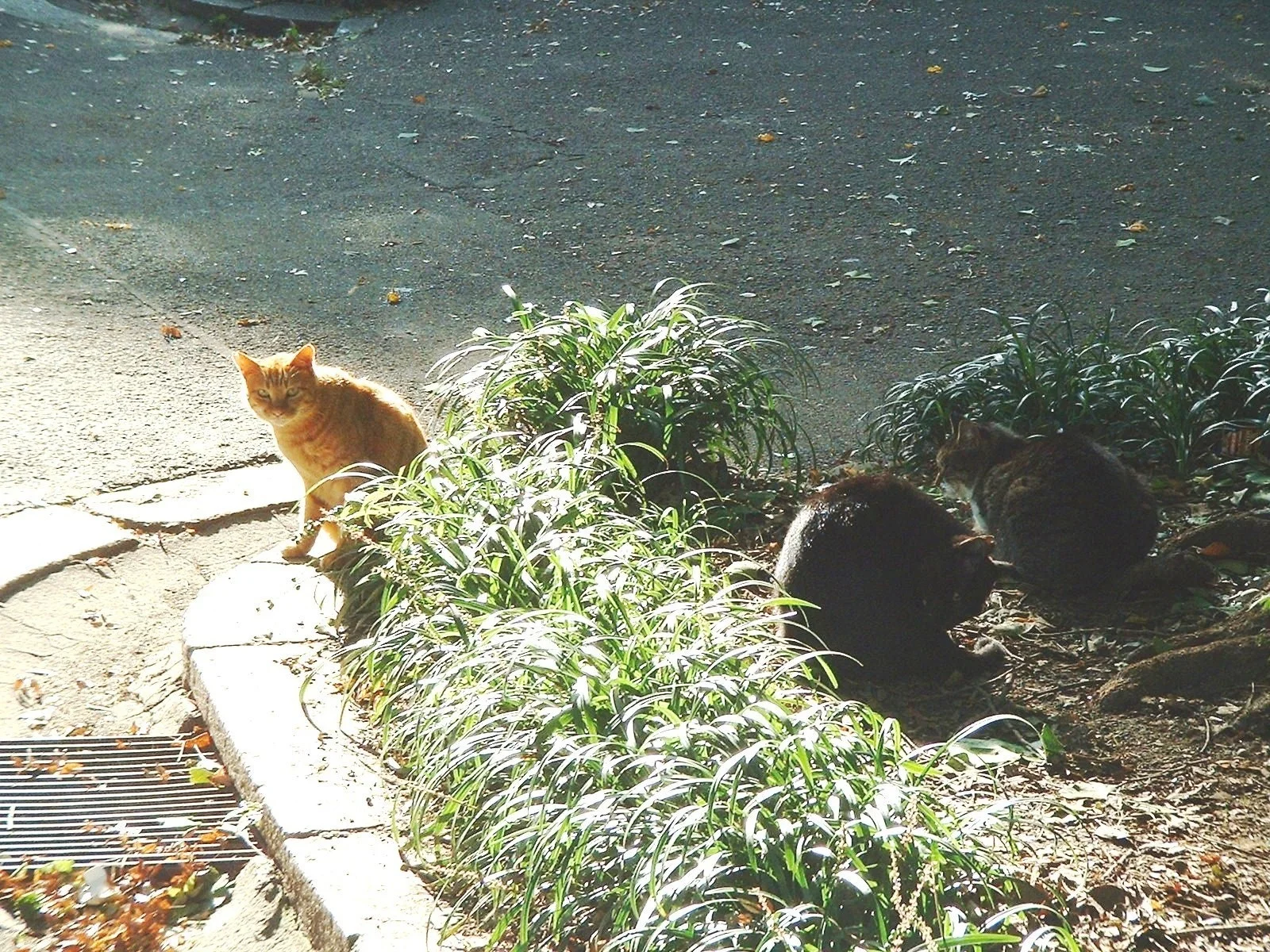 Tokyo - Hibiya Park - Cats