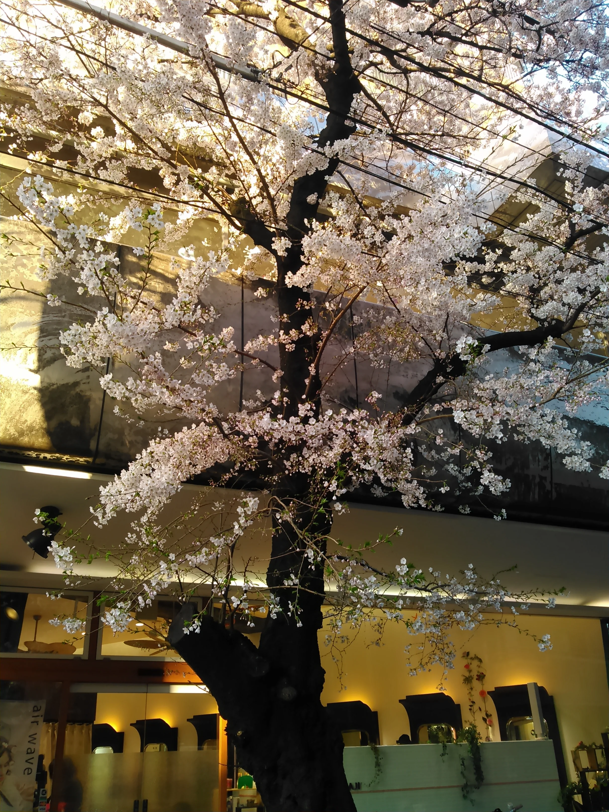 Tokyo Ogikubo
