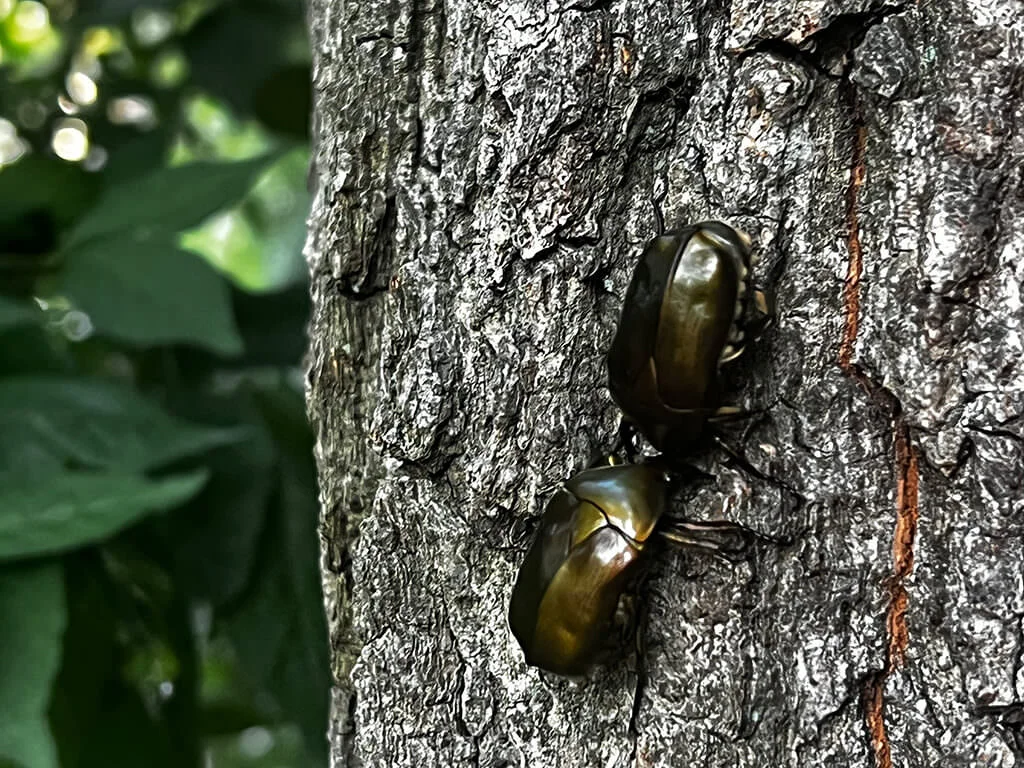 tree-fight.jpg