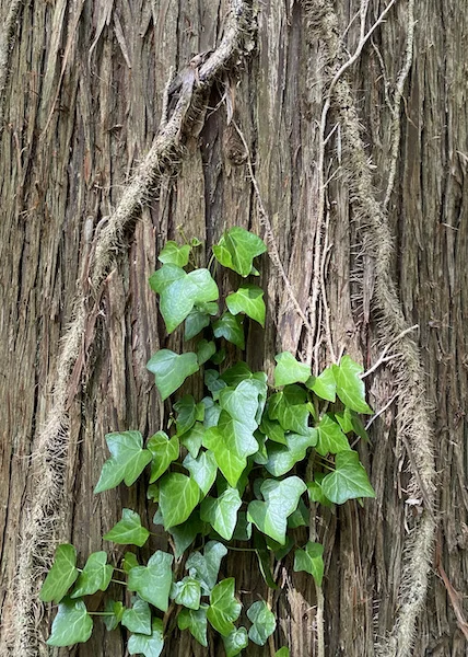 tree-vine.jpeg