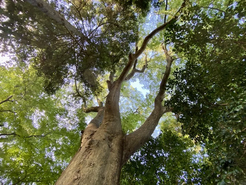 tree wide.JPG