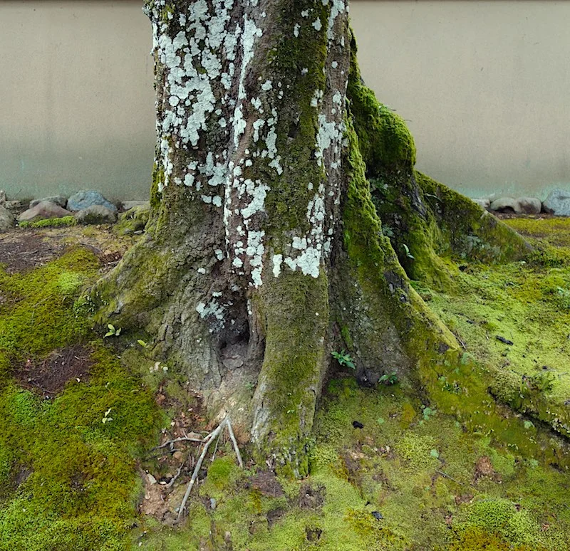 trunk:stump - kyoto.jpg