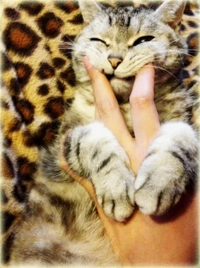 tumblr lzkqoySCHz1qgk2rqo1 400