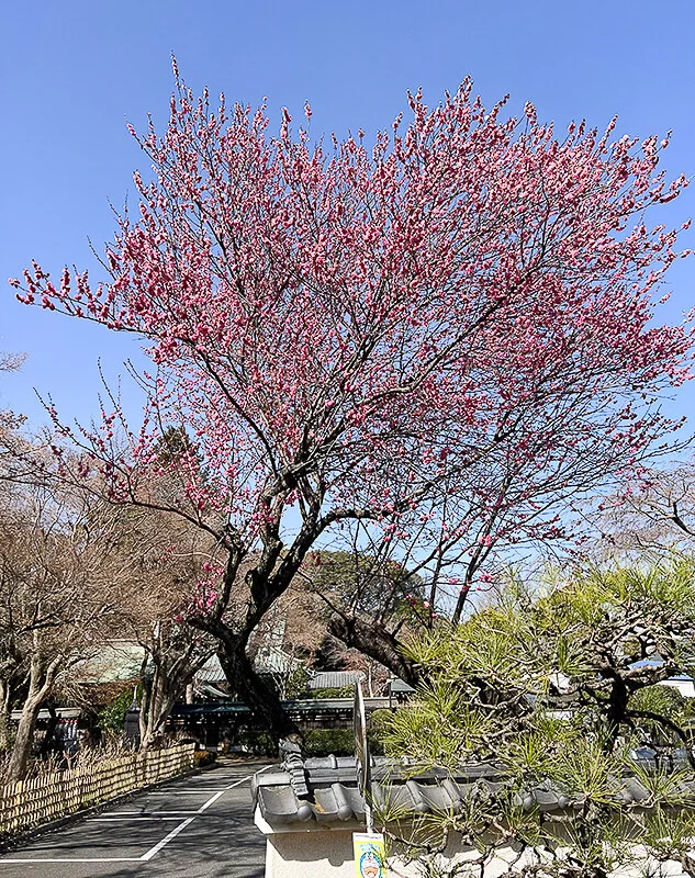 ume-ajisaidera.webp