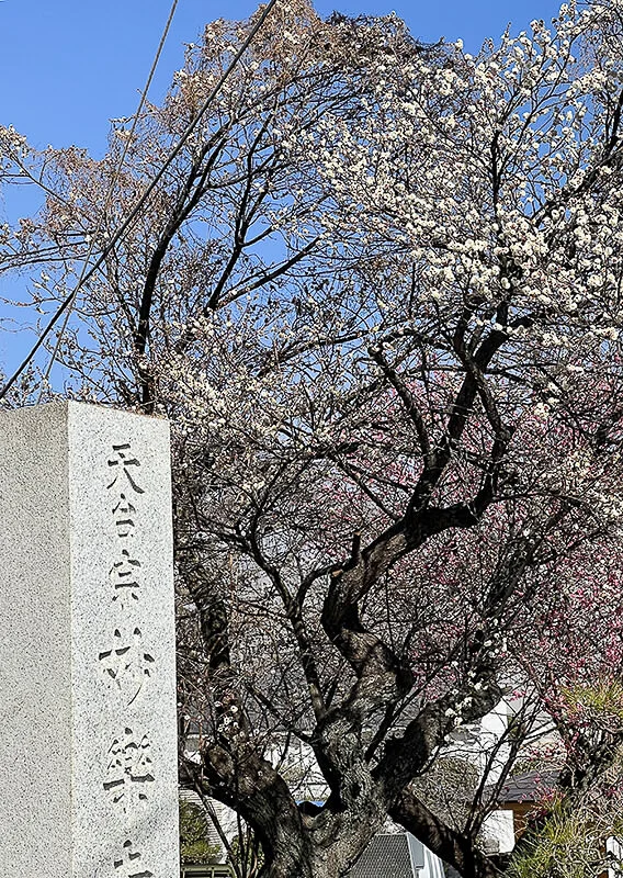 ume-ajisaidera2.webp