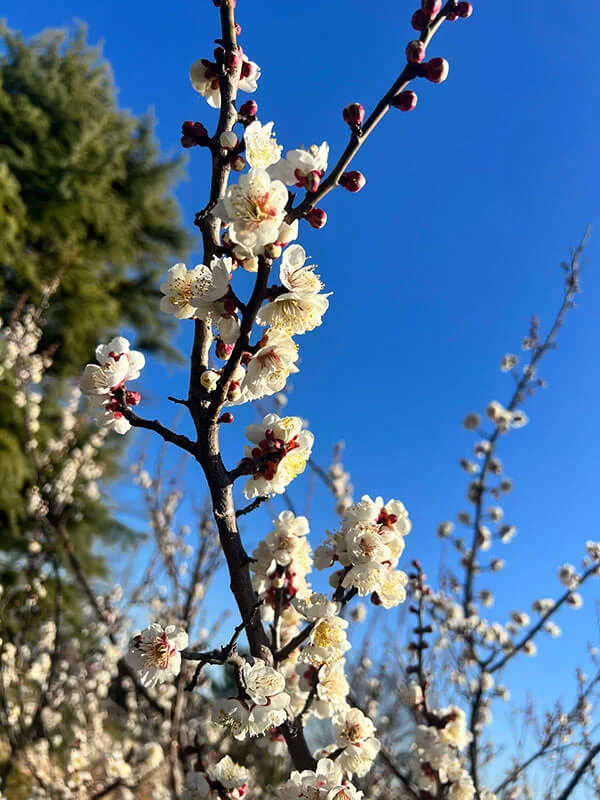 ume.jpg