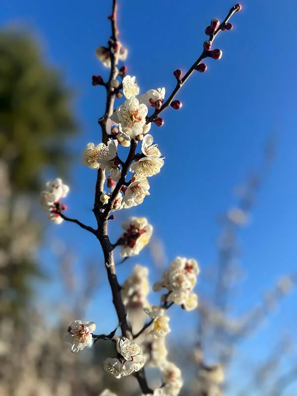 ume-portrait.jpg