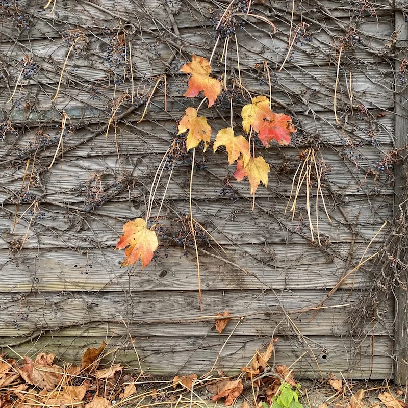 wall-detail.jpeg