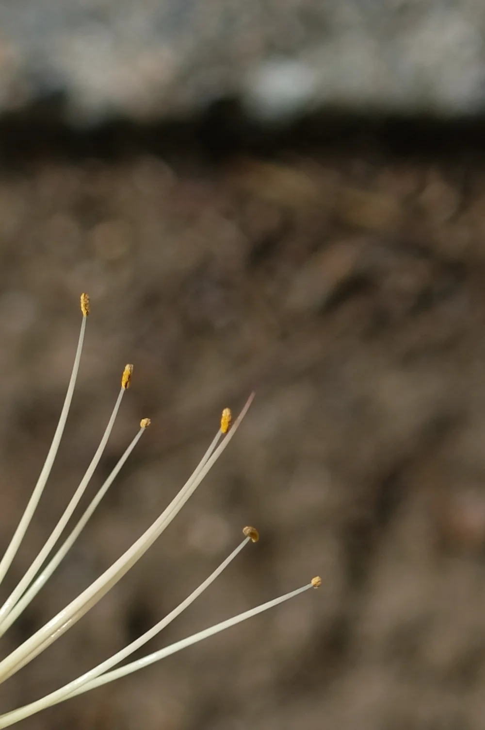white tendrils-B.png