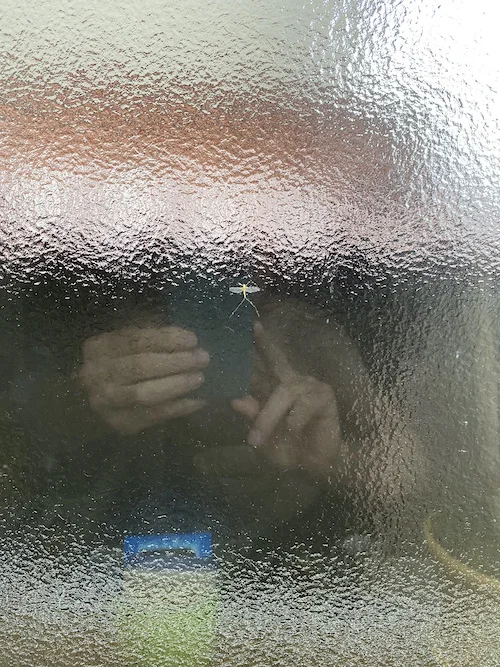 window bug.jpeg