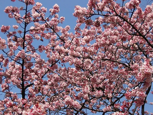 Winter sakura