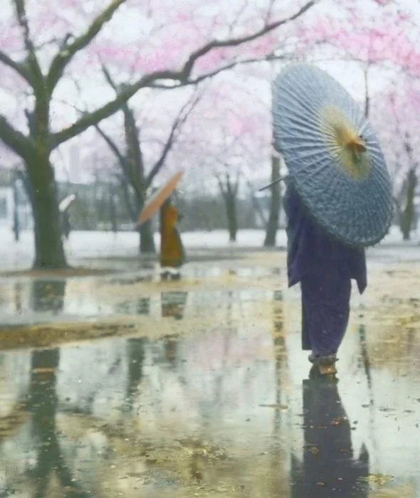 Women in kimono viewing sakura (Hand-colored)