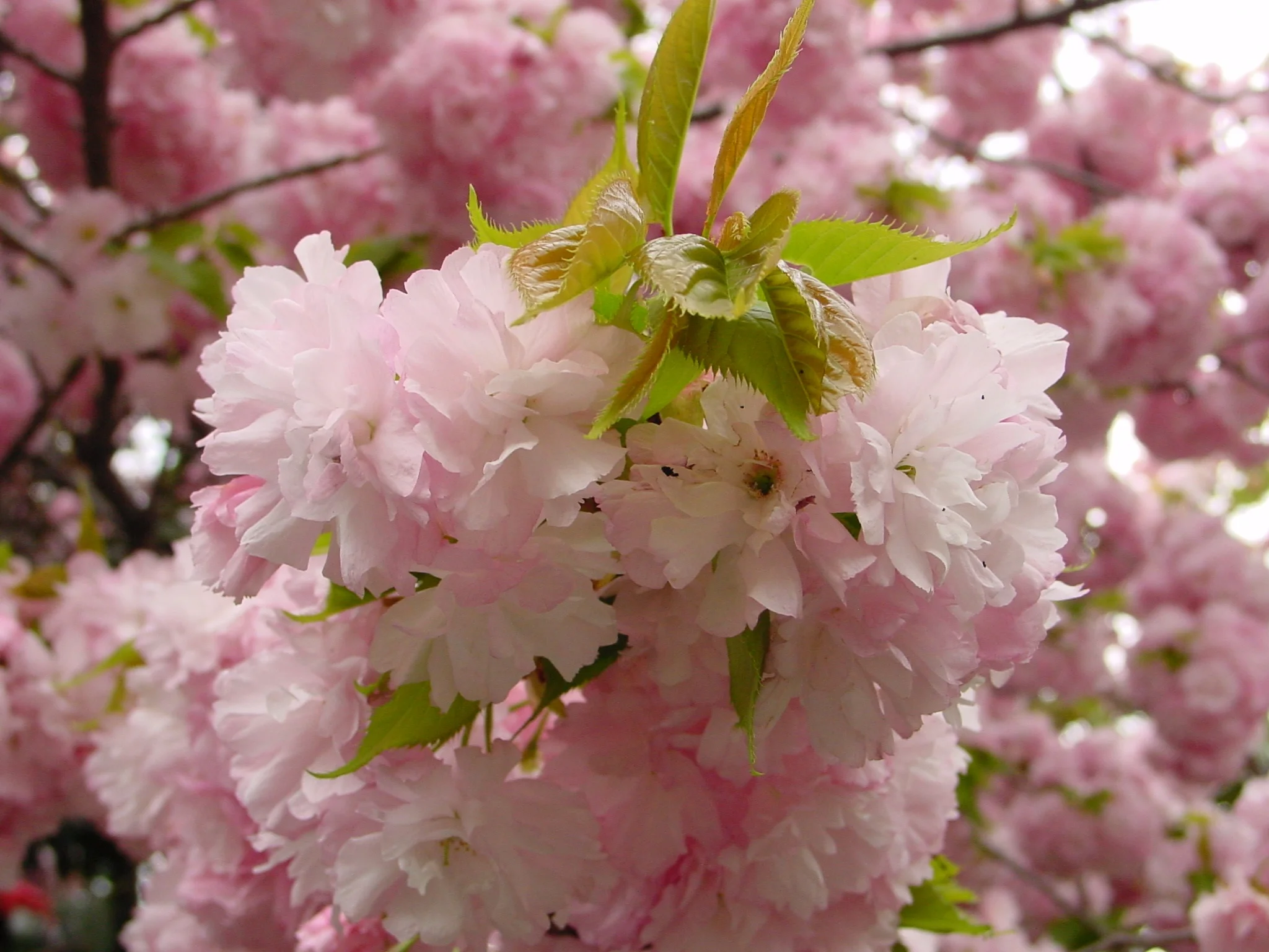 Yae Sakura