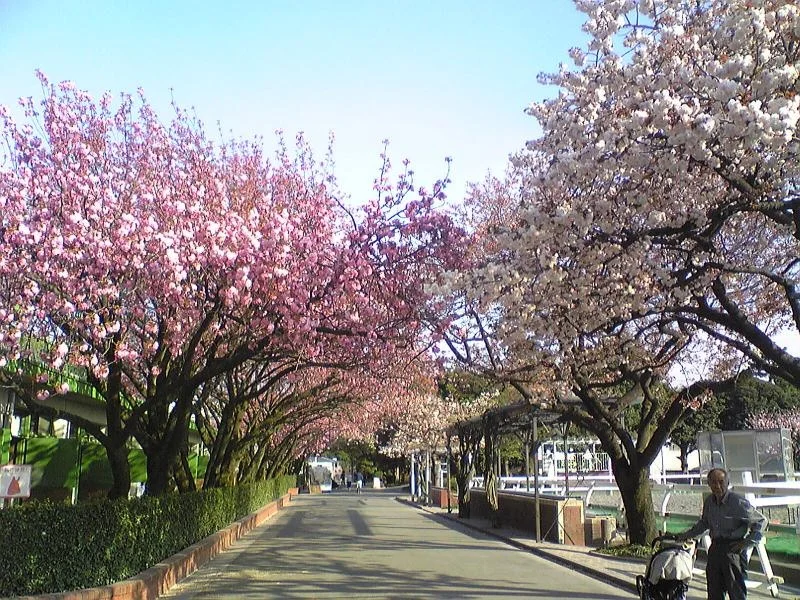 yaezakura01.jpg