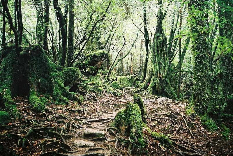 Yakushima