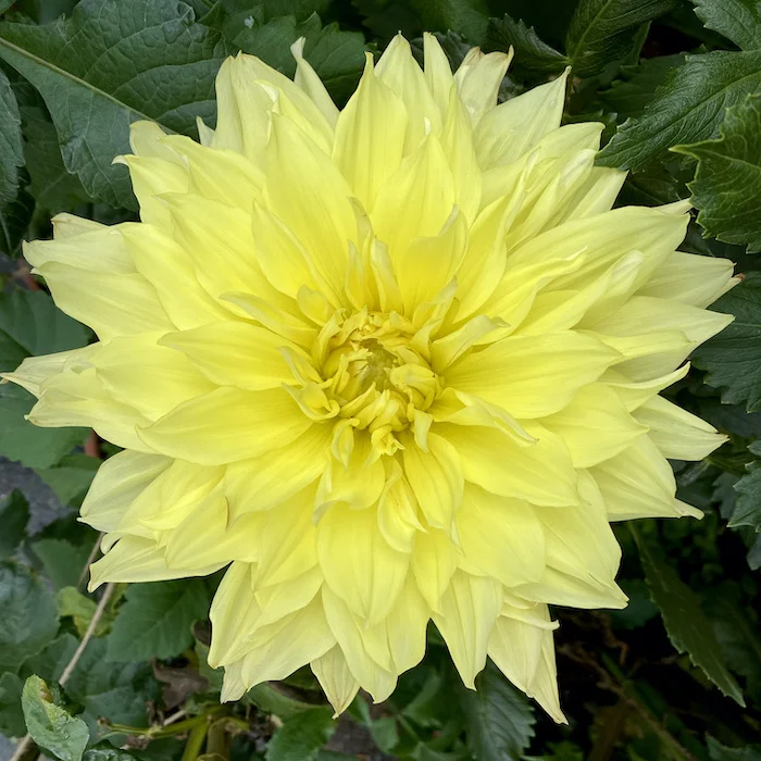 yellow dahlia.jpeg