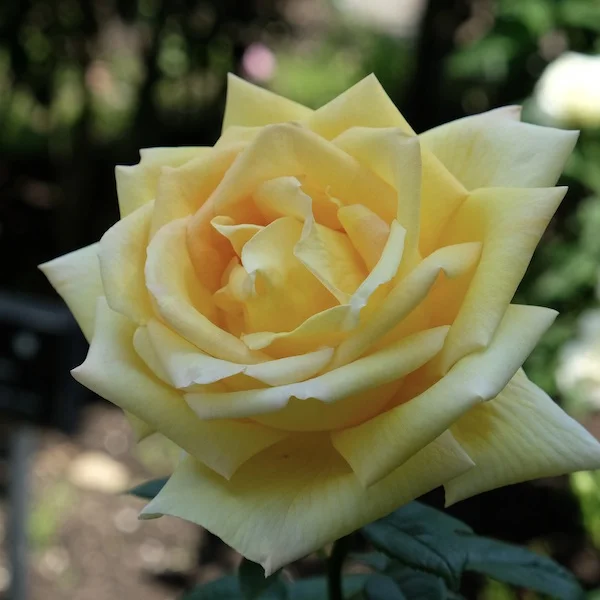 yellow.JPG