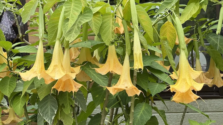 yellow.webp